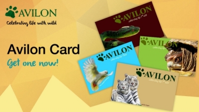 Avilon Card